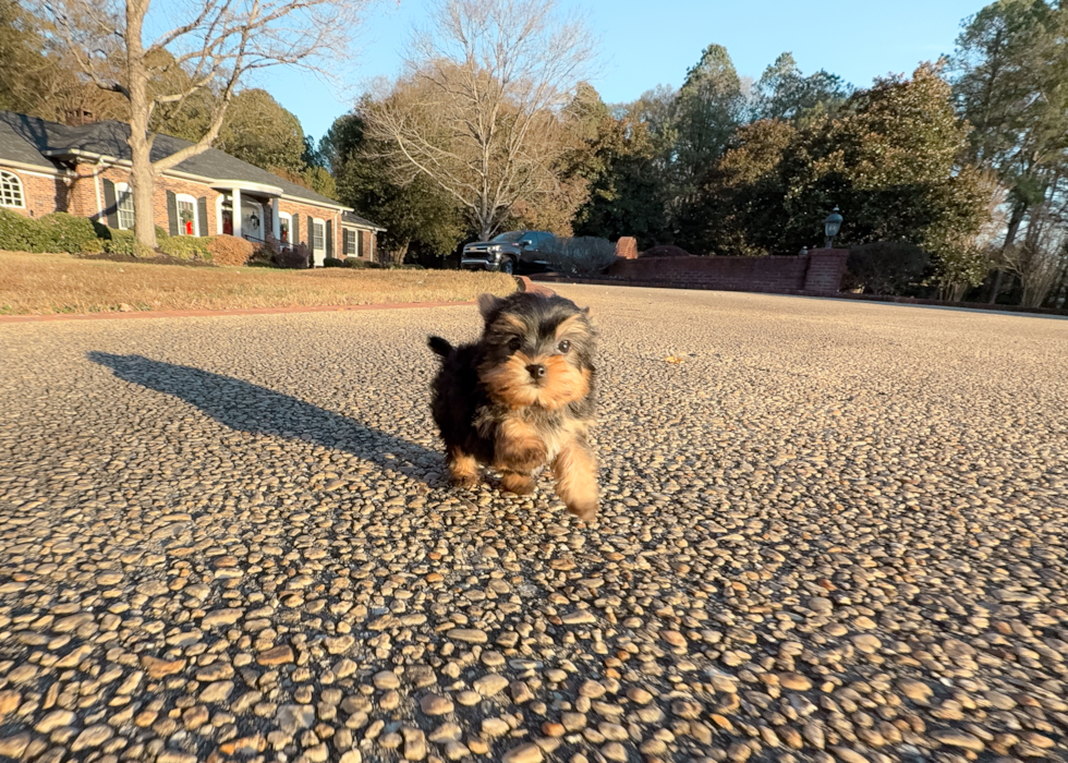 Cute Yorkshire Terrier Purebred Pup