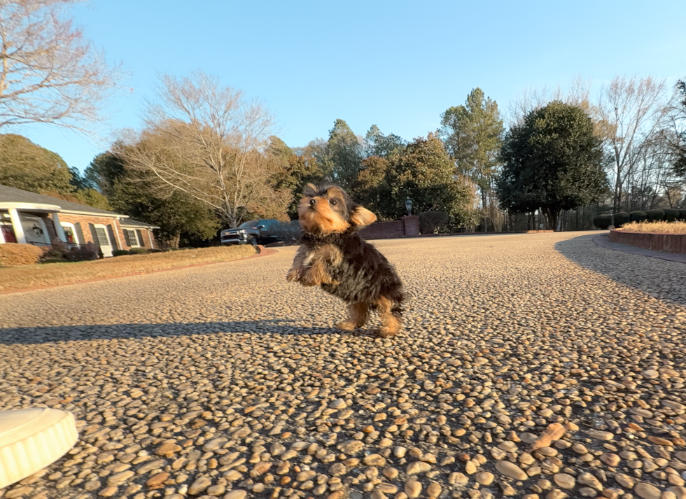 Cute Yorkshire Terrier Purebred Pup