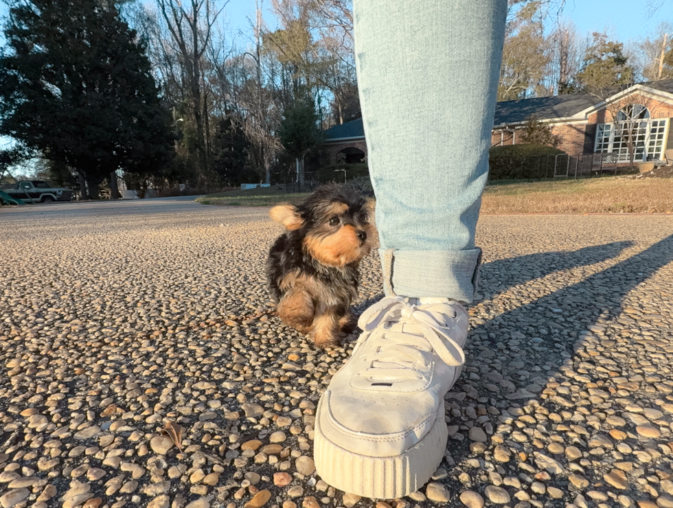 Cute Yorkie Purebred Puppy
