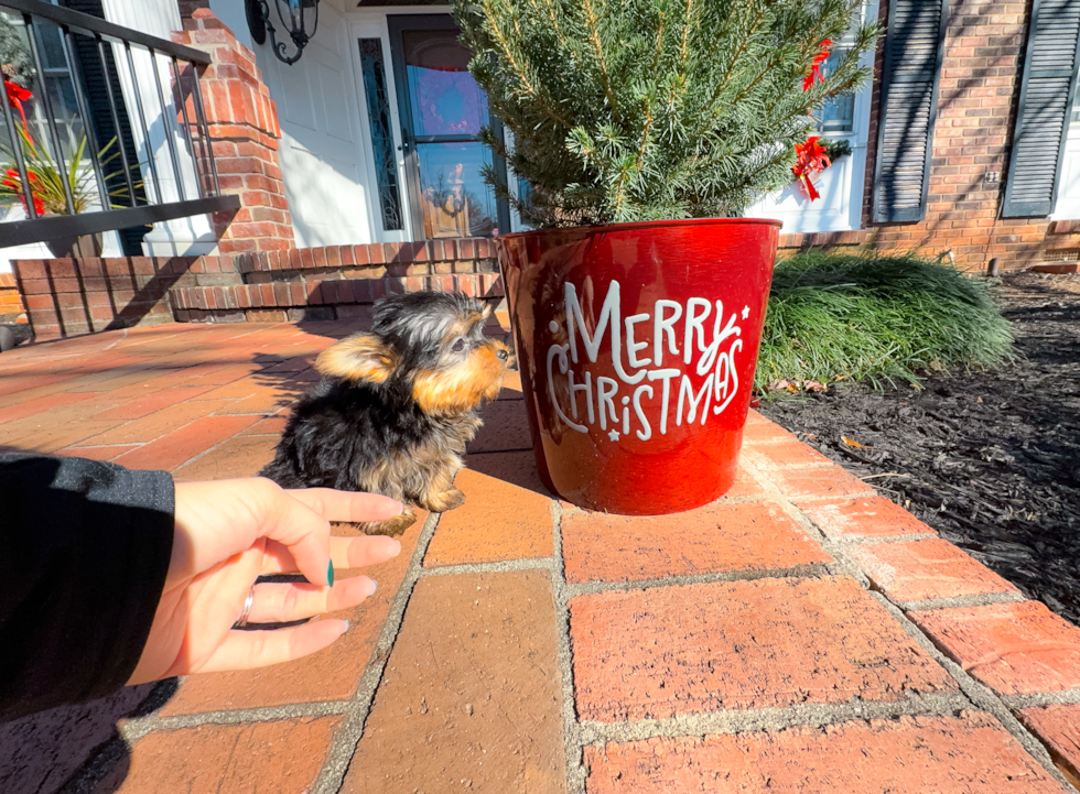 Best Yorkshire Terrier Baby