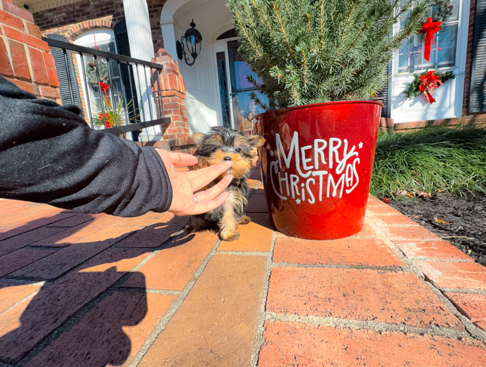 Cute Yorkshire Terrier Baby