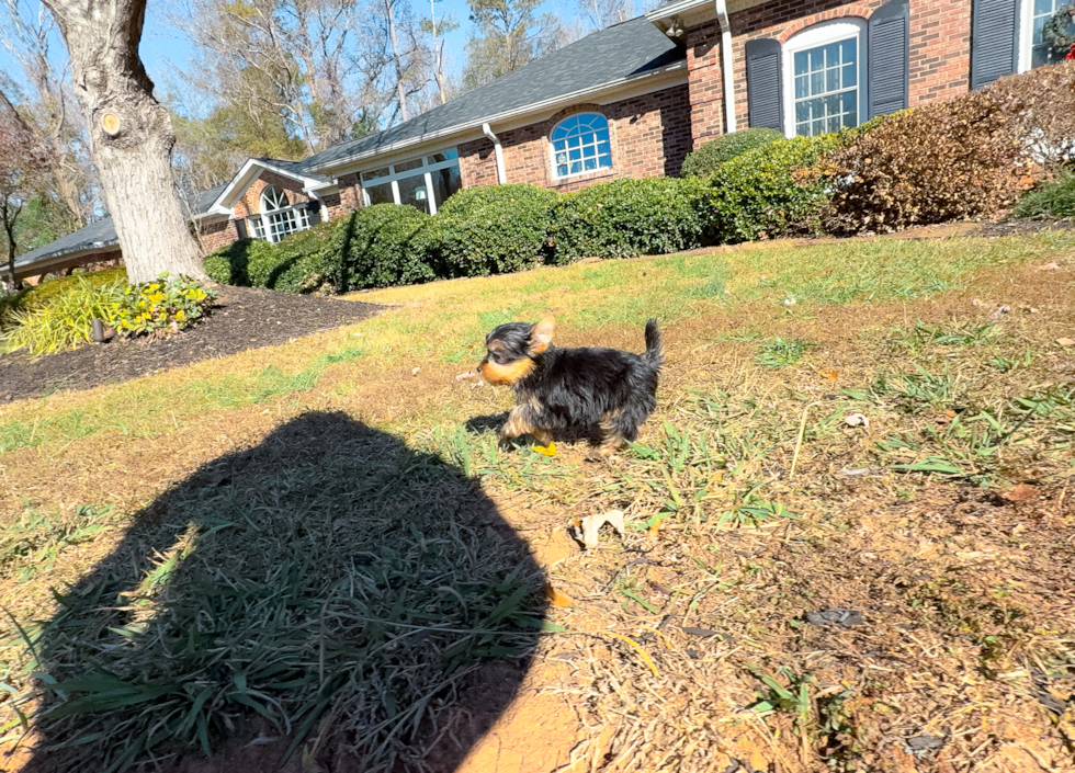 Best Yorkshire Terrier Baby