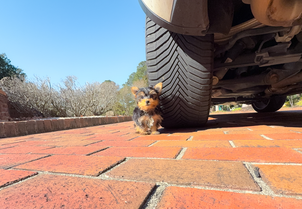 Cute Yorkshire Terrier Baby