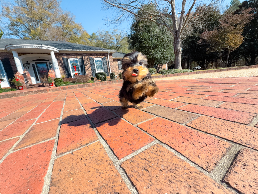 Yorkshire Terrier Pup Being Cute
