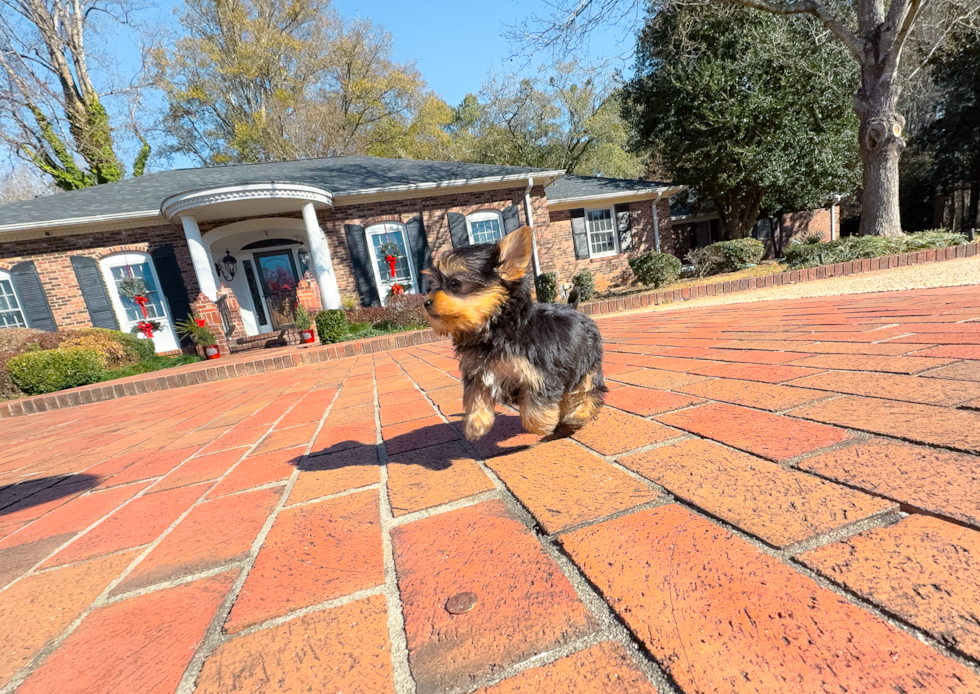 Best Yorkshire Terrier Baby