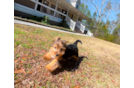 Yorkshire Terrier Pup Being Cute