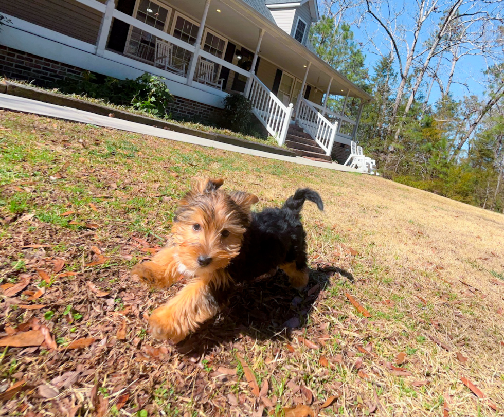 Yorkshire Terrier Pup Being Cute