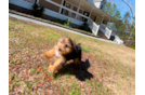 Cute Yorkie Purebred Puppy