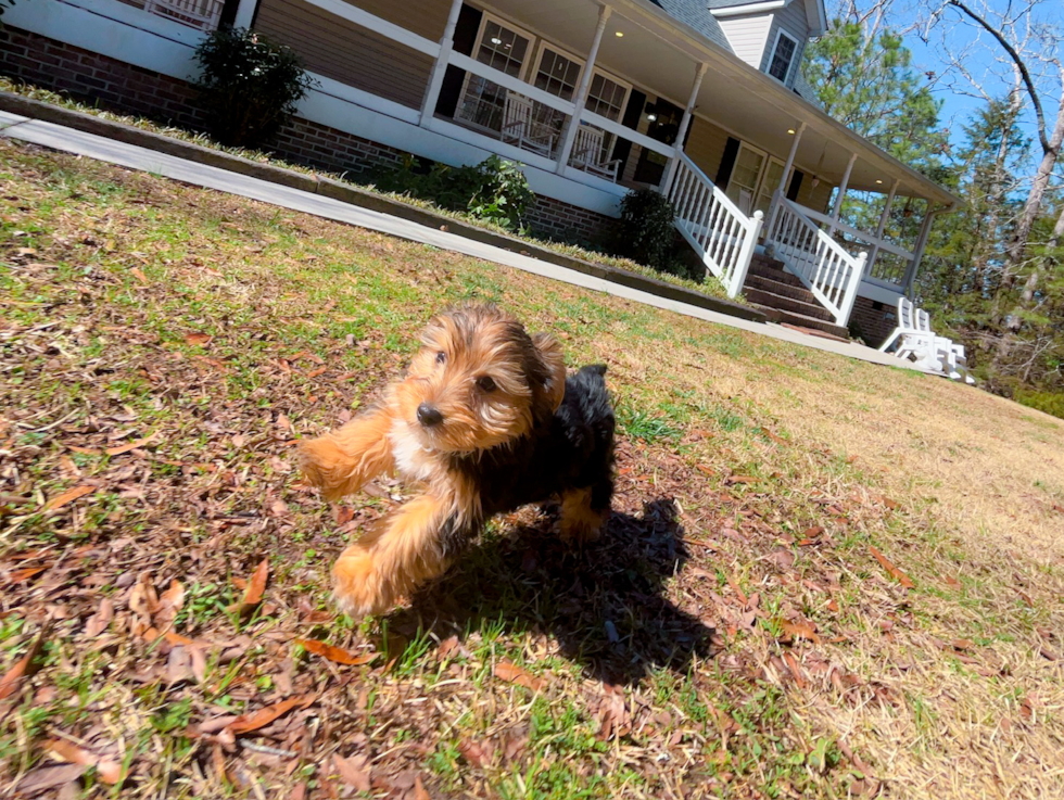 Cute Yorkie Purebred Puppy