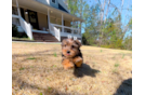 Yorkshire Terrier Puppy for Adoption