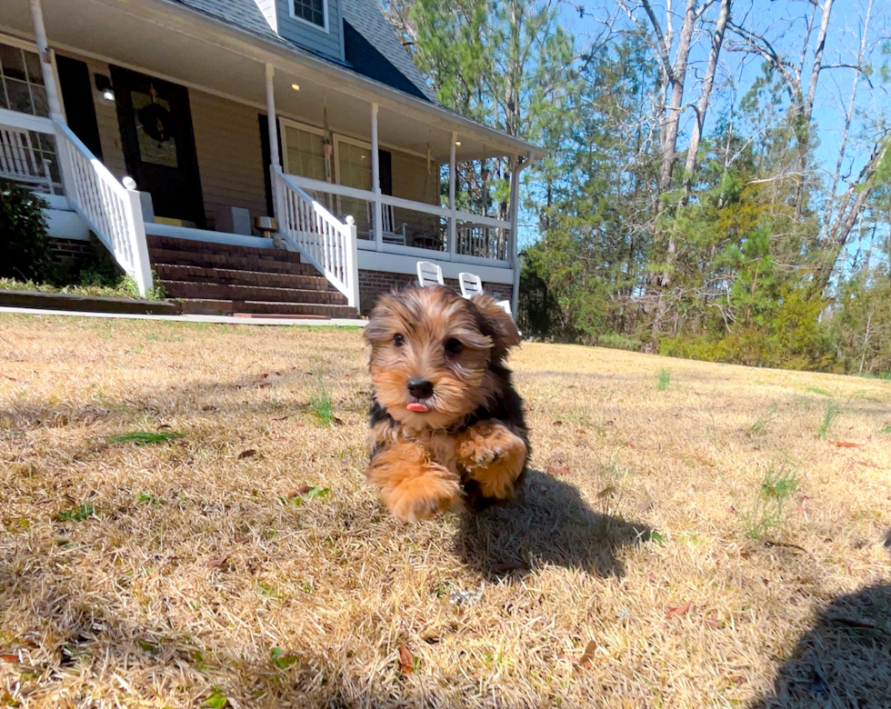 Yorkshire Terrier Puppy for Adoption