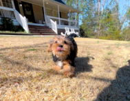 10 week old Yorkshire Terrier Puppy For Sale - Simply Southern Pups