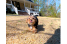 Cute Yorkshire Terrier Baby