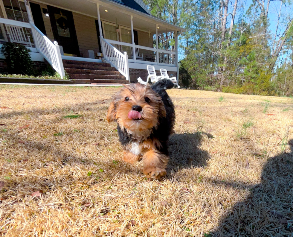 Cute Yorkshire Terrier Baby