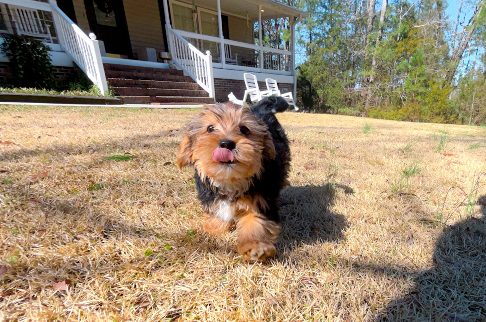 10 week old Yorkshire Terrier Puppy For Sale - Simply Southern Pups