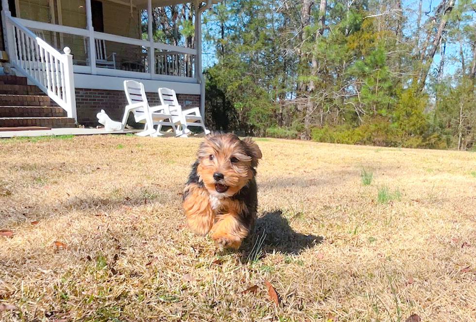 Yorkshire Terrier Puppy for Adoption