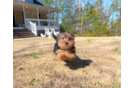 Cute Yorkshire Terrier Baby