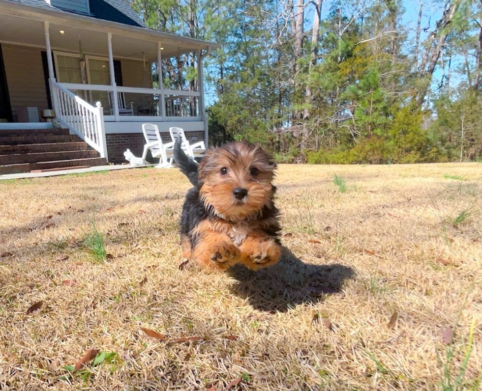 Cute Yorkshire Terrier Baby