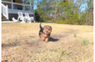 Cute Yorkshire Terrier Baby