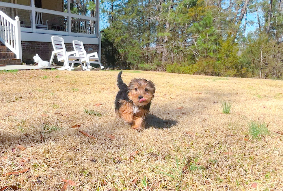 Cute Yorkshire Terrier Baby