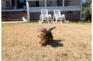 Yorkshire Terrier Pup Being Cute