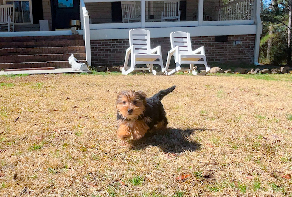 Yorkshire Terrier Pup Being Cute