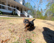 10 week old Yorkshire Terrier Puppy For Sale - Simply Southern Pups