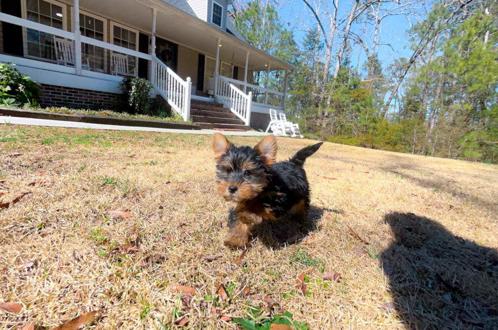 10 week old Yorkshire Terrier Puppy For Sale - Simply Southern Pups