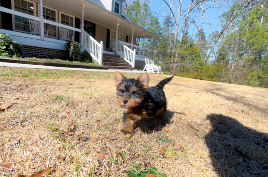 Cute Yorkie Purebred Puppy