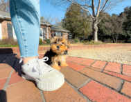 11 week old Yorkshire Terrier Puppy For Sale - Simply Southern Pups