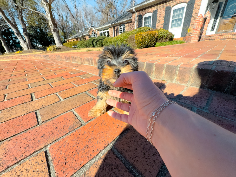 Cute Yorkshire Terrier Purebred Pup