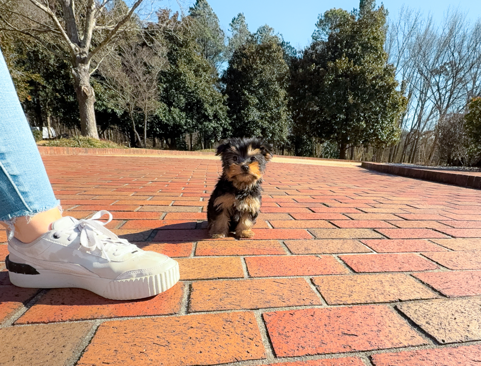 Cute Yorkshire Terrier Baby