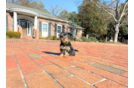 Yorkshire Terrier Pup Being Cute