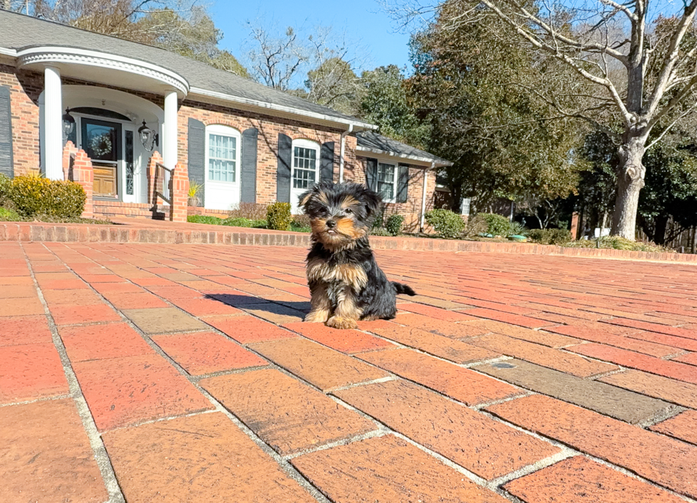 Yorkshire Terrier Pup Being Cute