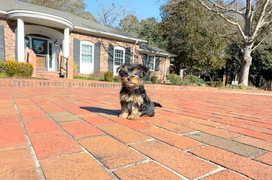 Yorkshire Terrier Pup Being Cute