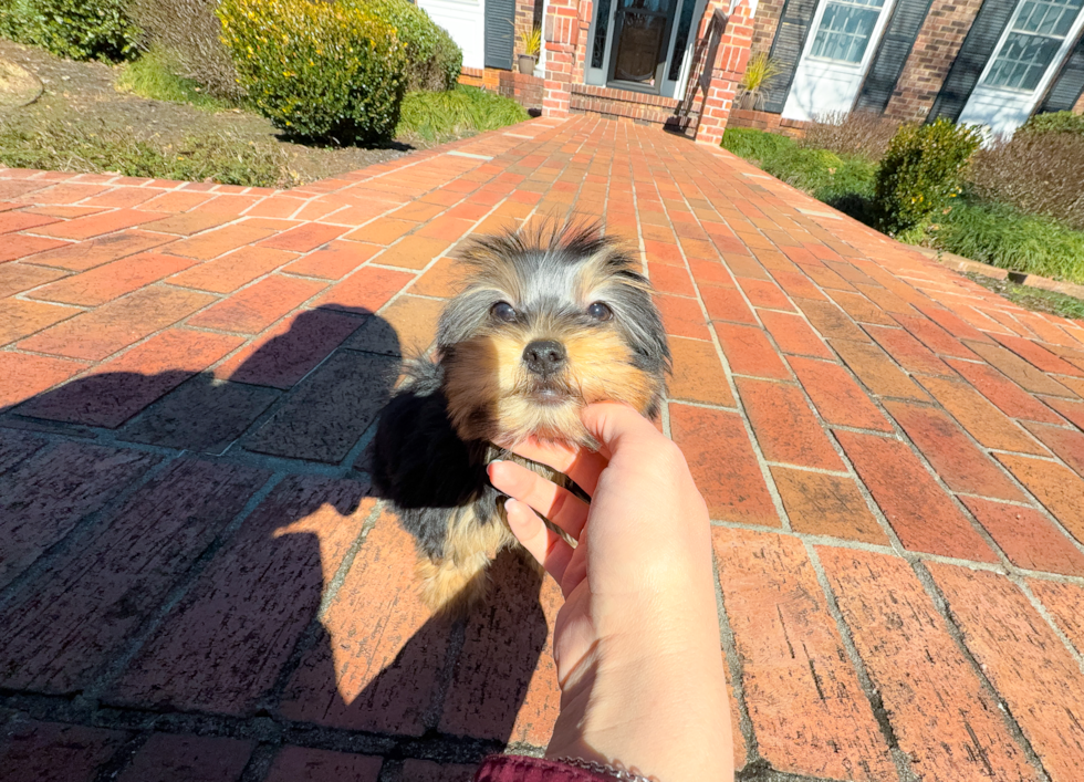 Cute Yorkie Purebred Puppy