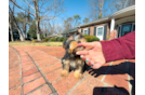 Yorkshire Terrier Pup Being Cute