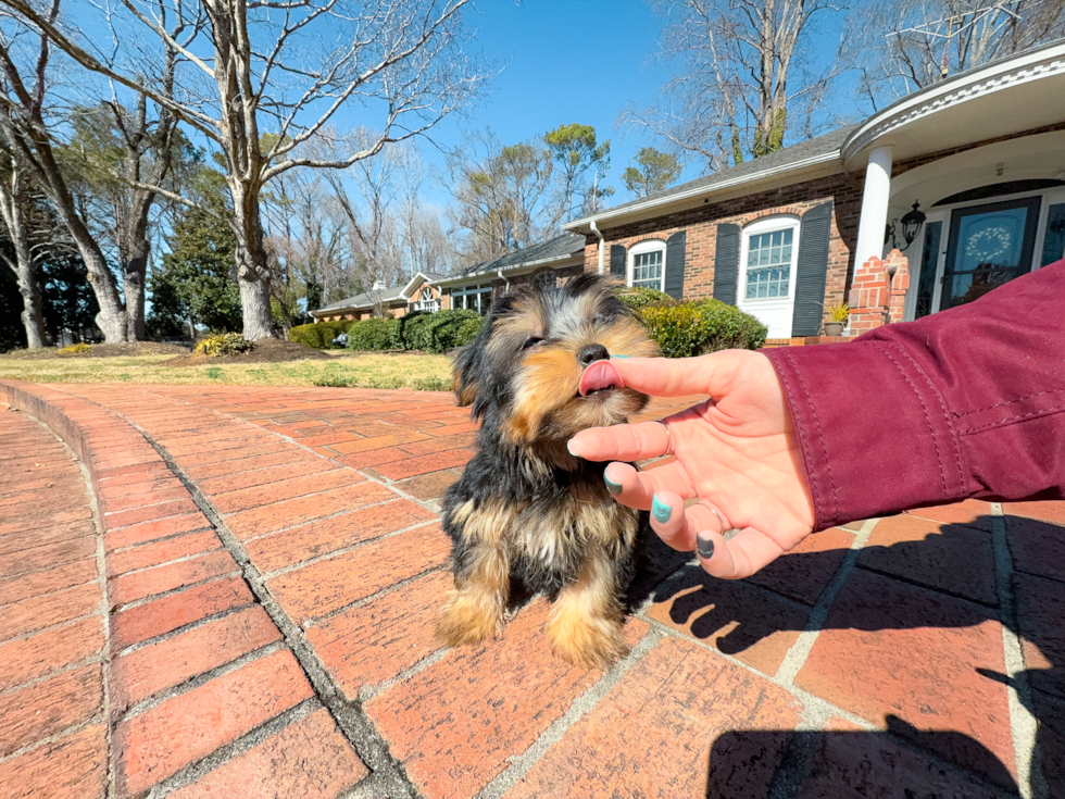 Yorkshire Terrier Pup Being Cute