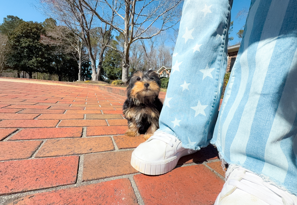 Yorkshire Terrier Puppy for Adoption