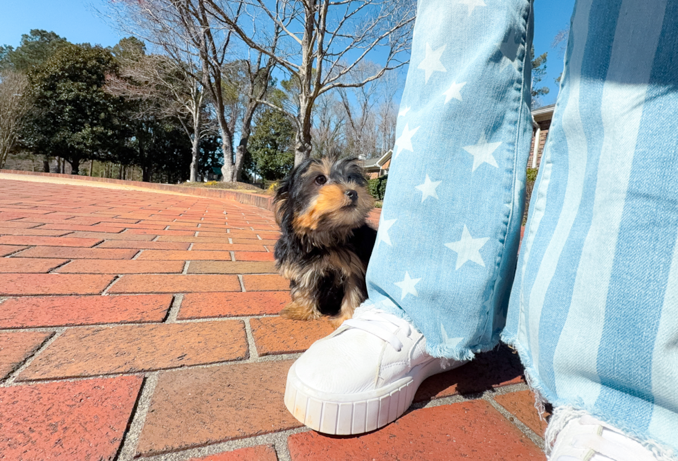 Cute Yorkshire Terrier Baby