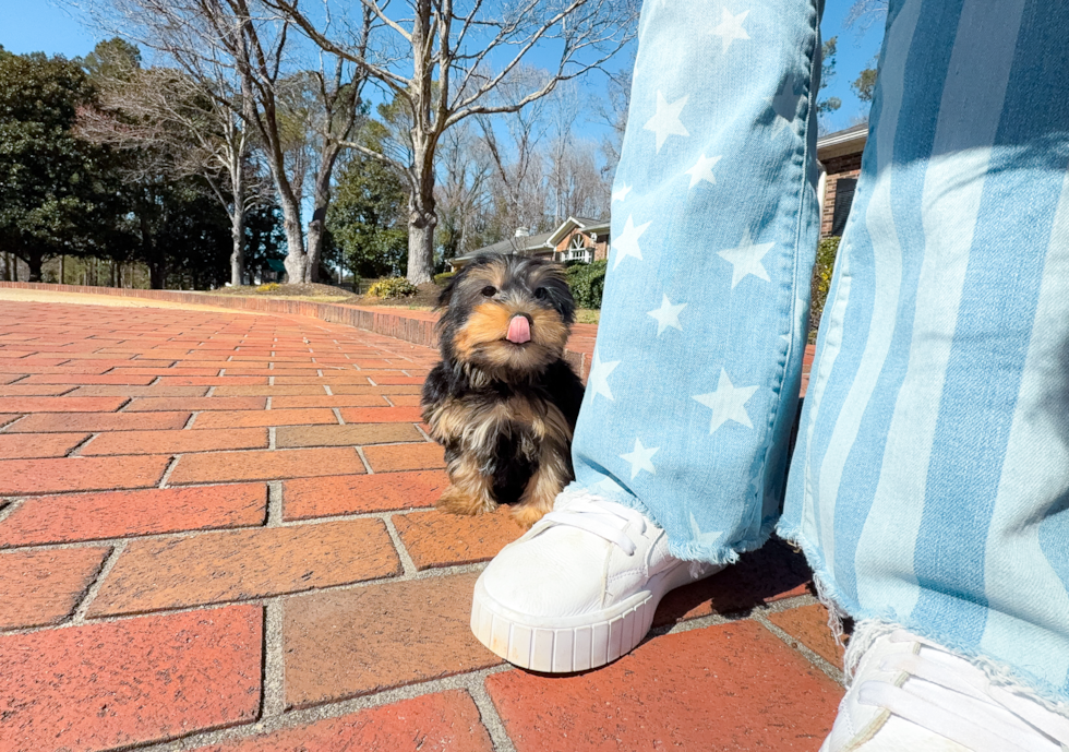 Best Yorkshire Terrier Baby