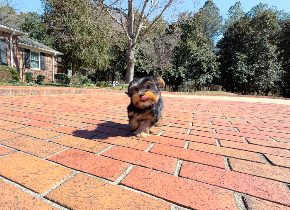 Yorkshire Terrier Puppy for Adoption