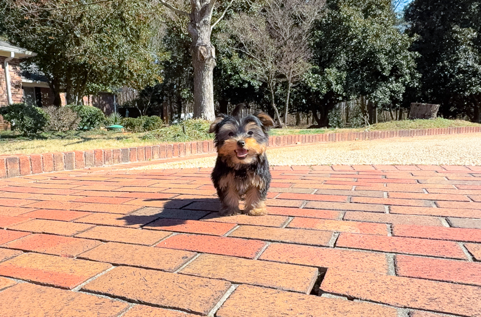 Best Yorkshire Terrier Baby