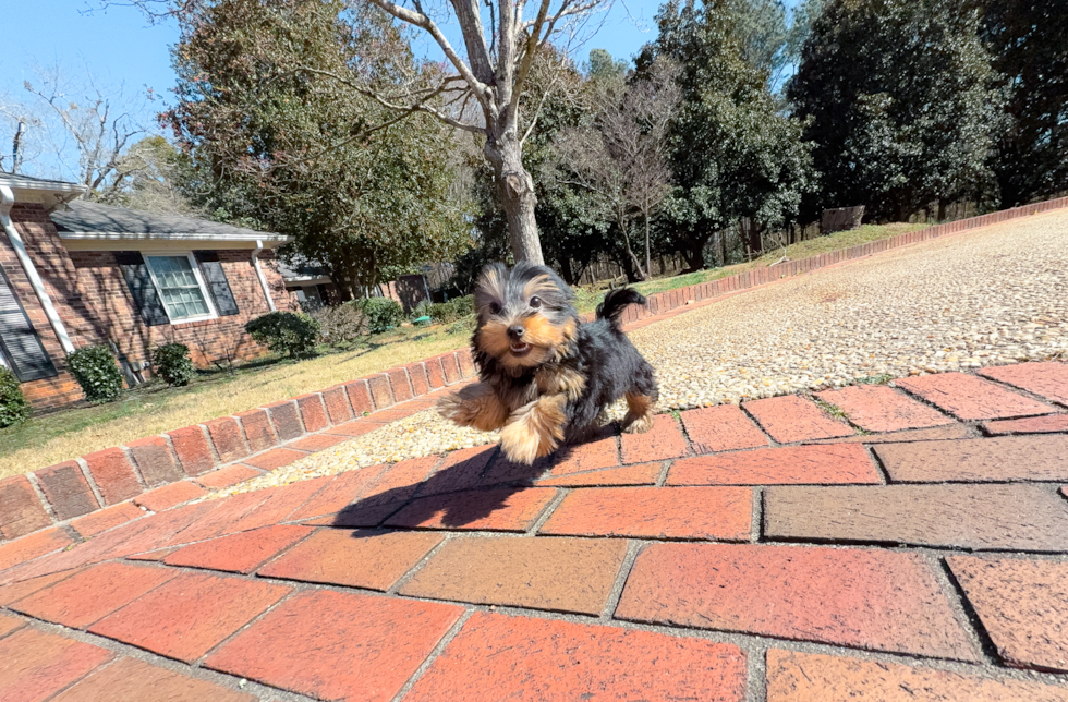 Yorkshire Terrier Pup Being Cute