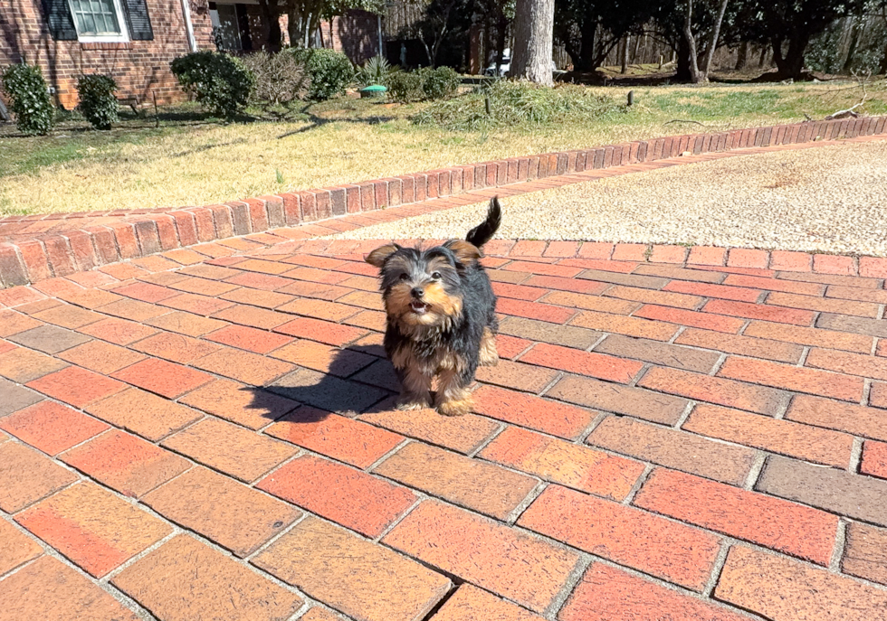 Cute Yorkshire Terrier Baby