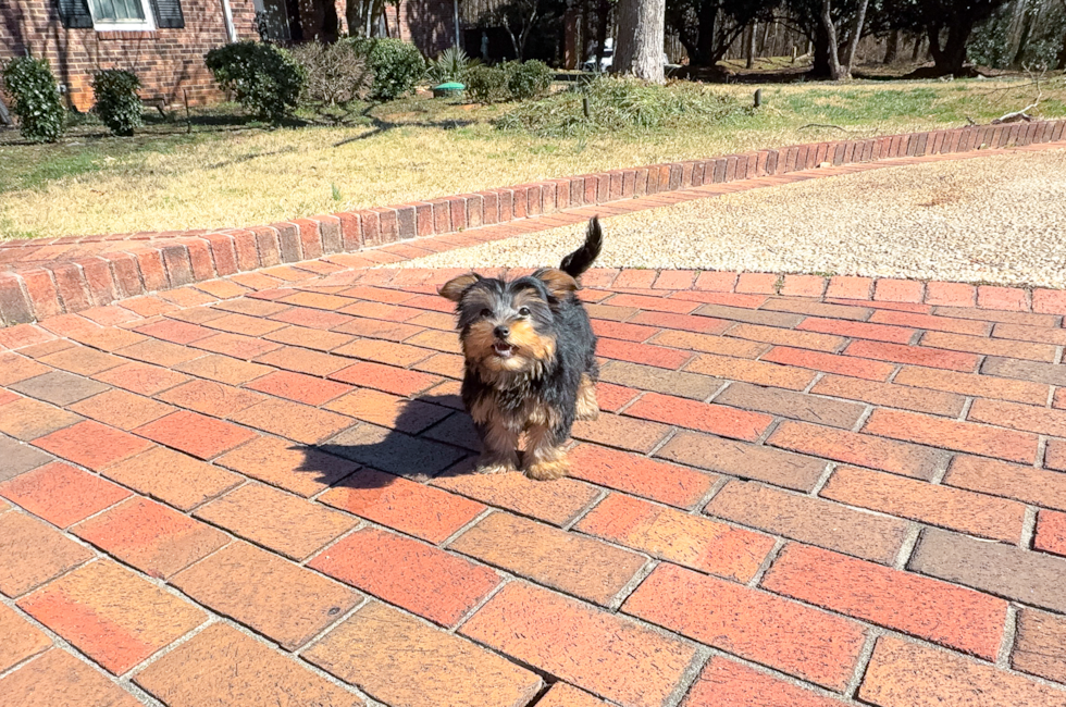 13 week old Yorkshire Terrier Puppy For Sale - Simply Southern Pups