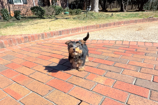 Cute Yorkshire Terrier Baby