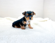 7 week old Yorkshire Terrier Puppy For Sale - Simply Southern Pups