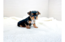 Cute Yorkshire Terrier Purebred Pup