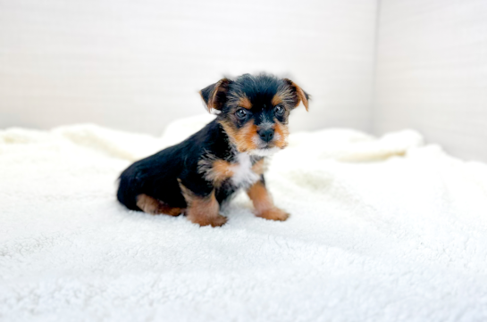 Cute Yorkshire Terrier Purebred Pup